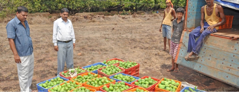 Alphonso Mango Grades