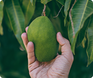 mango-pride-image image